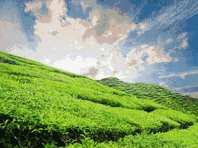 西行記 · 森態石篇：圣德保森態石開創綠色建材新時代